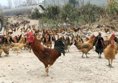補助暖人心，家禽養殖戶轉憂為喜